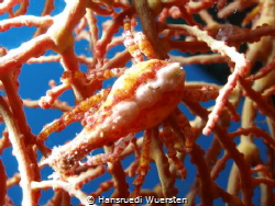 Coral Crab by Hansruedi Wuersten 